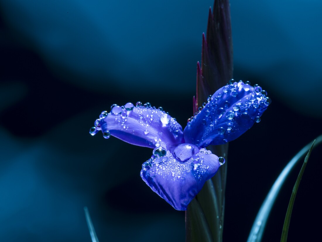blue-flower-g41366e9a8_1920.jpg blue-flower-g41366e9a8_1920.jpg