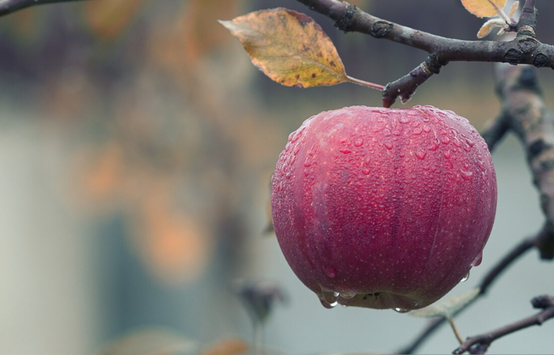 apple-gc4adee72a_1280.jpg apple-gc4adee72a_1280.jpg