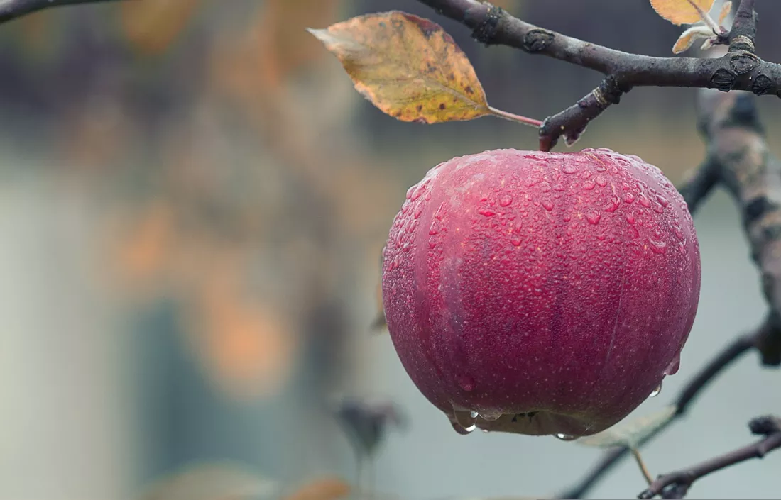 apple-gc4adee72a_1280.jpg apple-gc4adee72a_1280.jpg