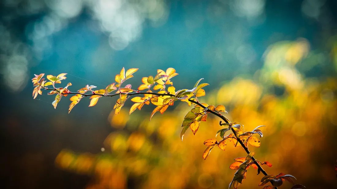branch-ge7f9863d7_1920.jpg branch-ge7f9863d7_1920.jpg